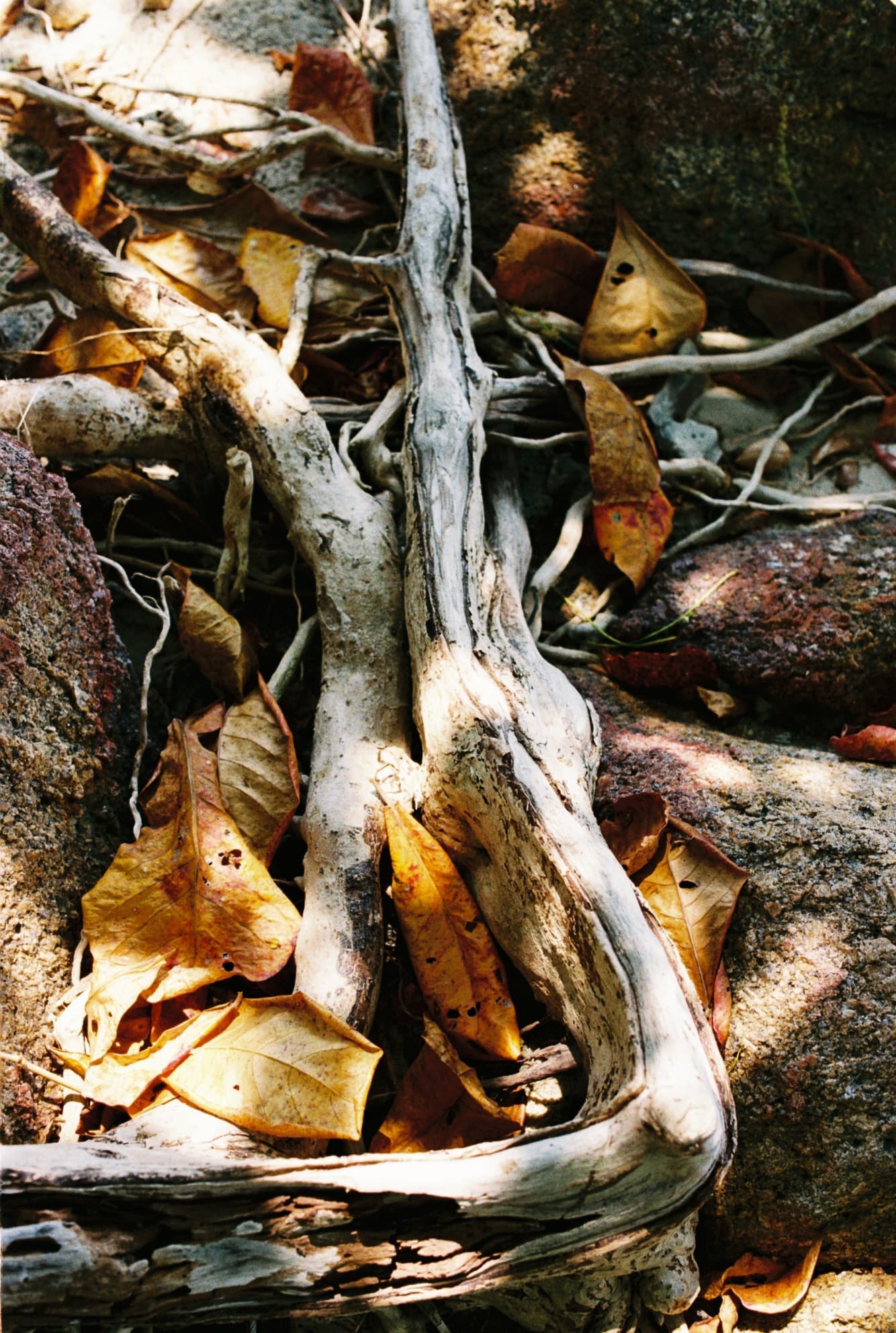 Koh Samui roots Koh Samui roots.