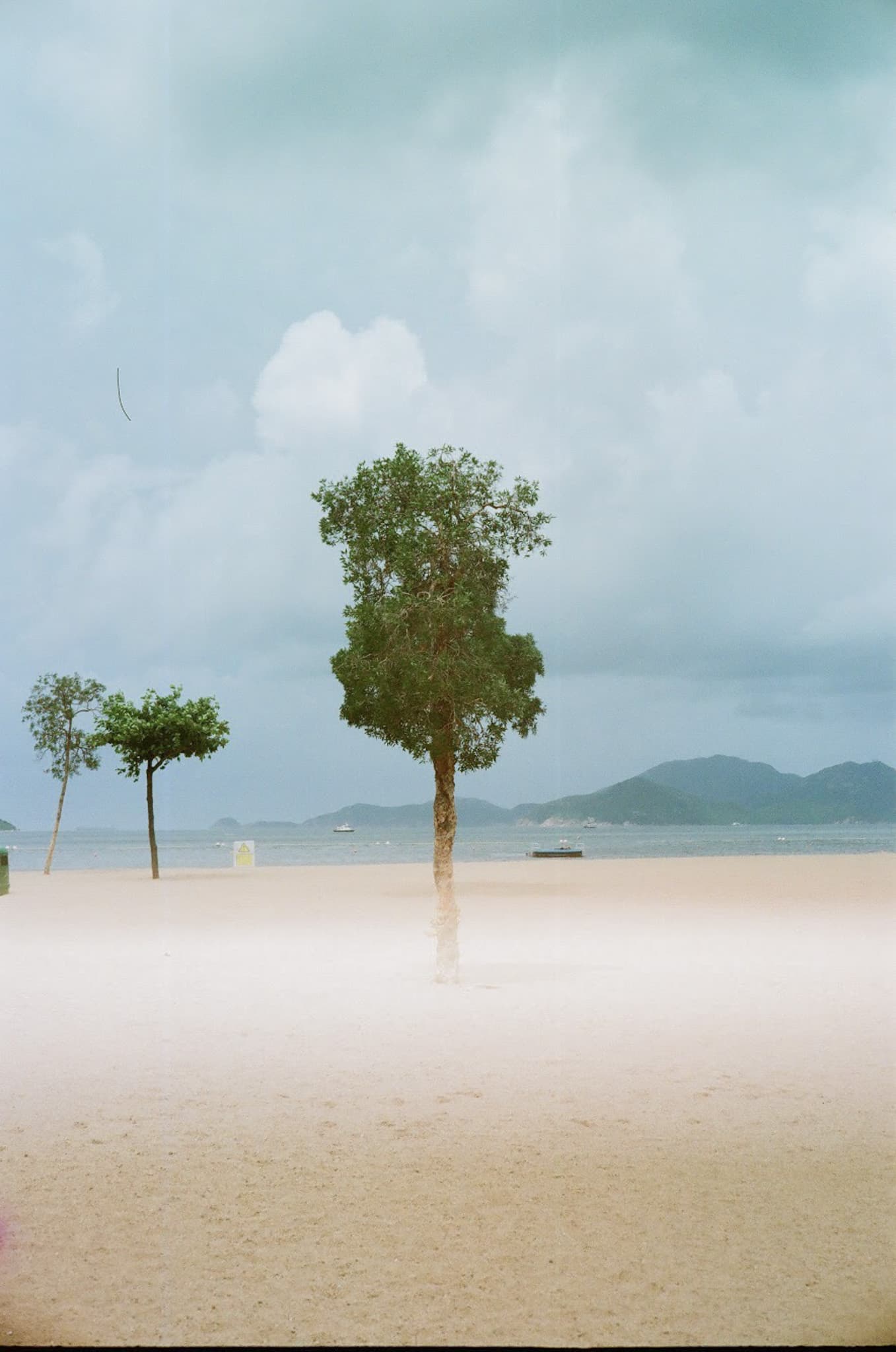 Repulse bay, tree Repulse bay, tree