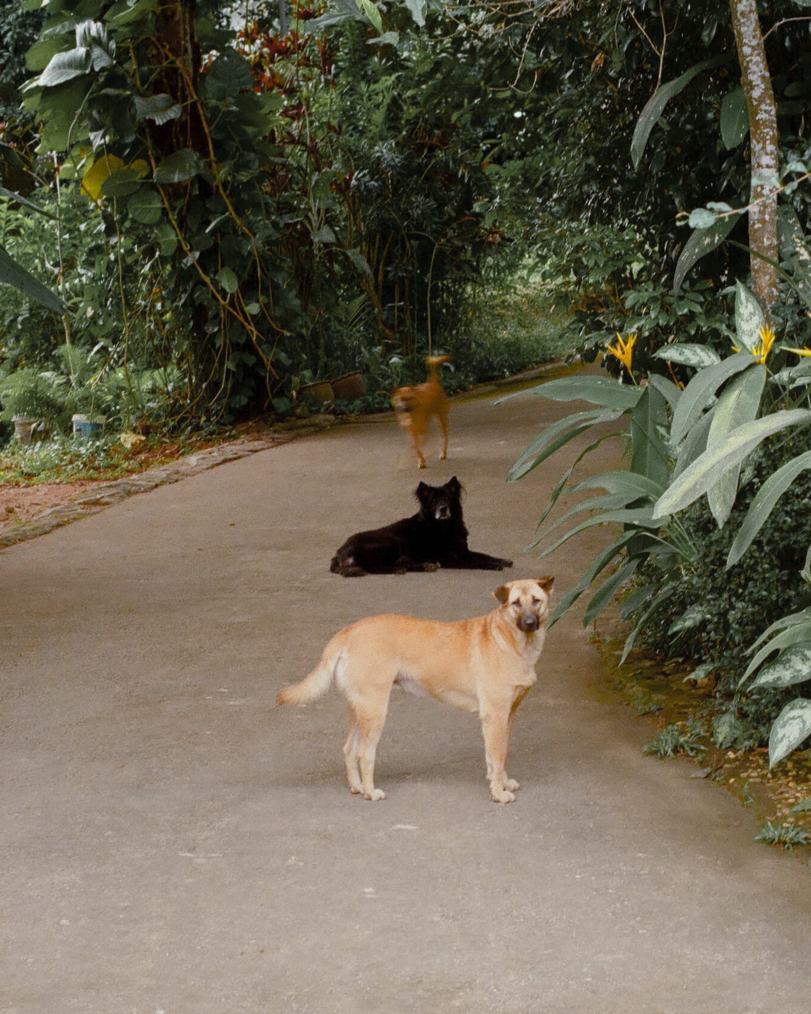 Chiangmai. Doggo. Chiangmai. Doggo.