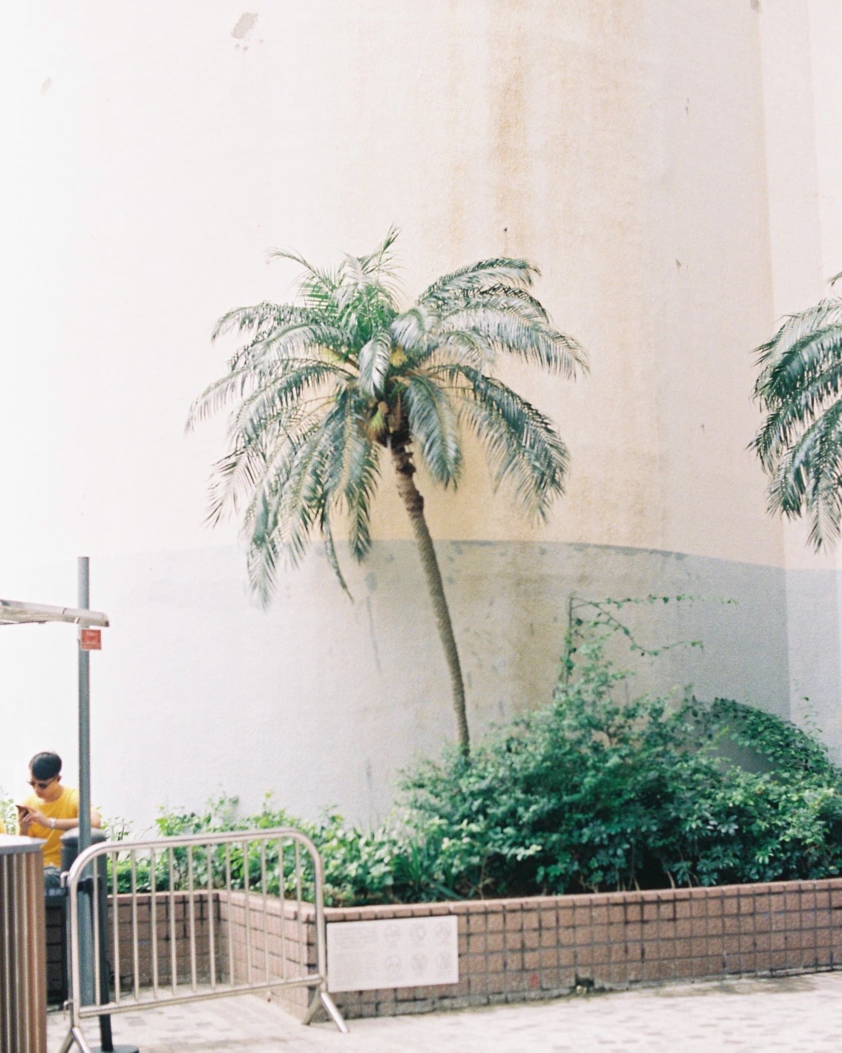 Hong Kong. Star Ferry, tree. Hong Kong. Star Ferry, tree.