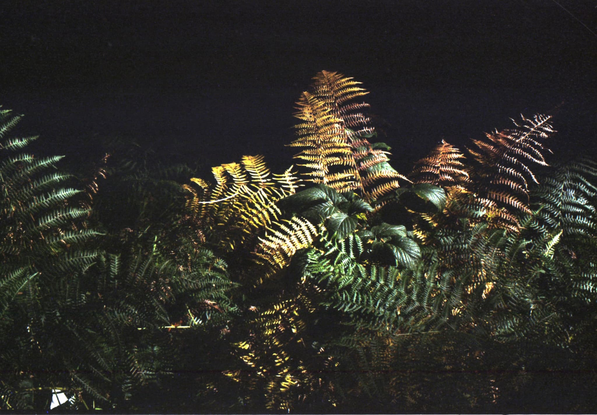 Retreat. Ferns. Retreat. Ferns.