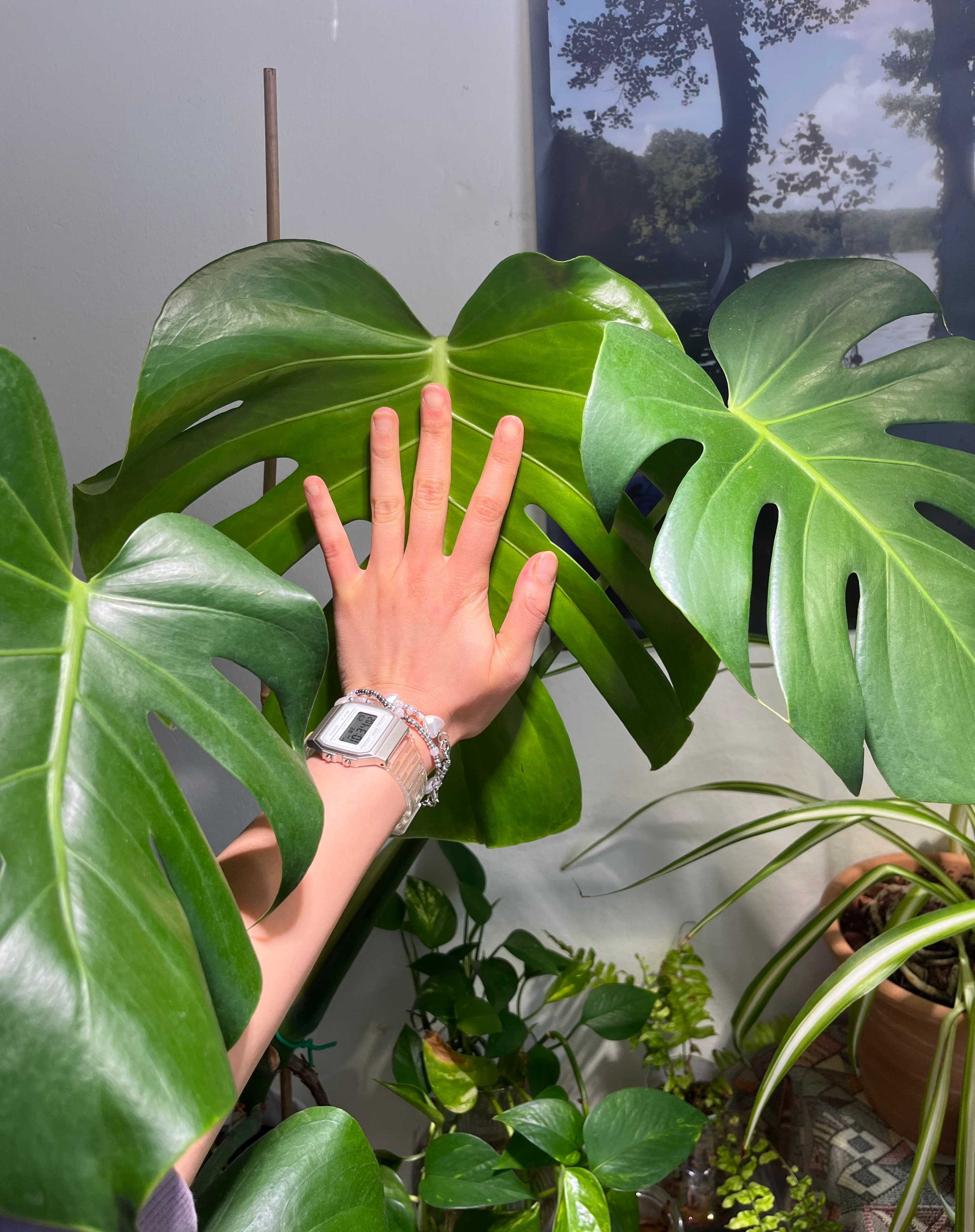 Monstera unfurls a leaf